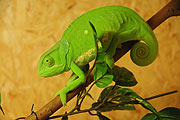 exotische Tiere (Foto: Ingrid Grossmann)